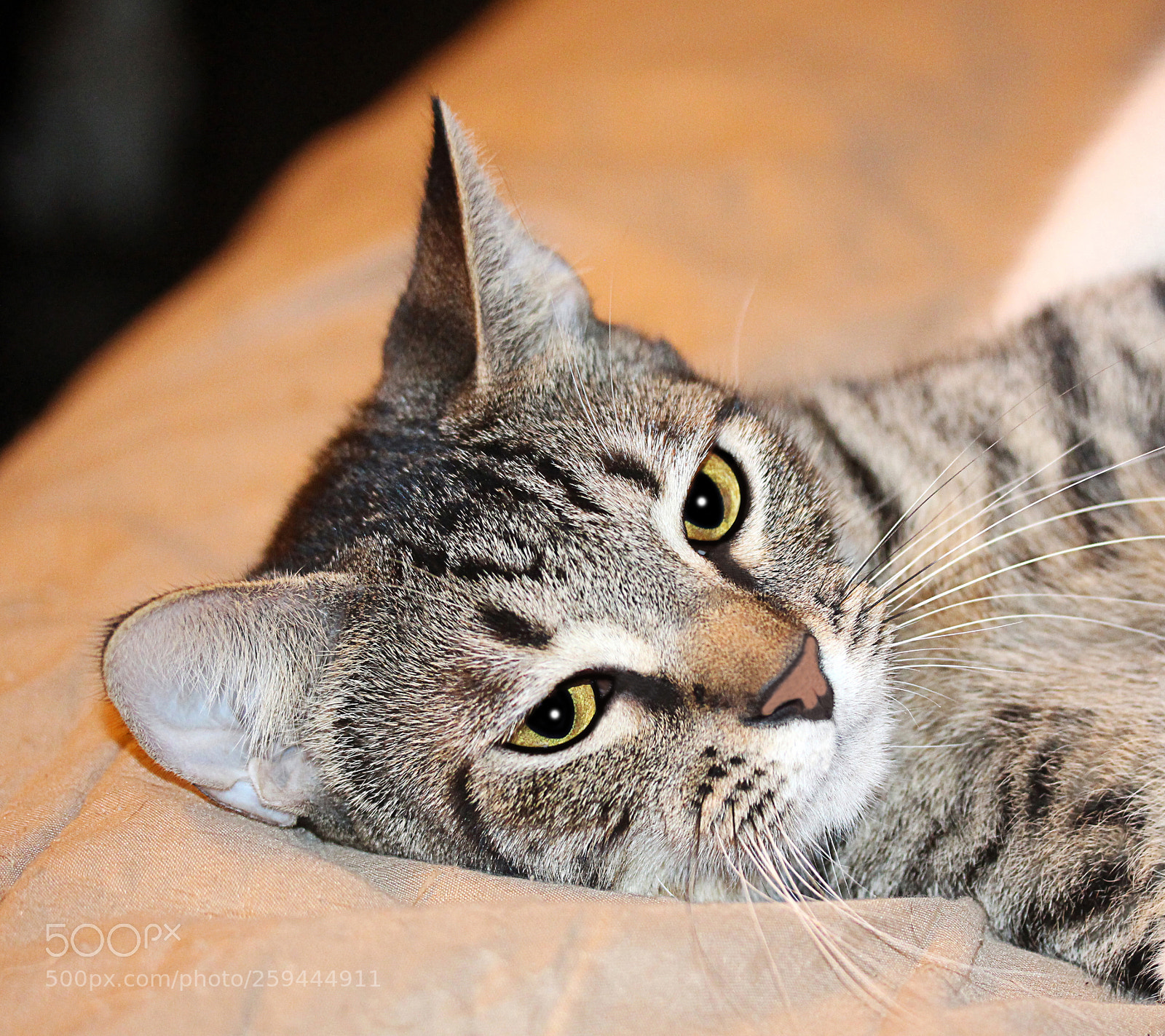 Canon EOS 650D (EOS Rebel T4i / EOS Kiss X6i) sample photo. Tigger photography
