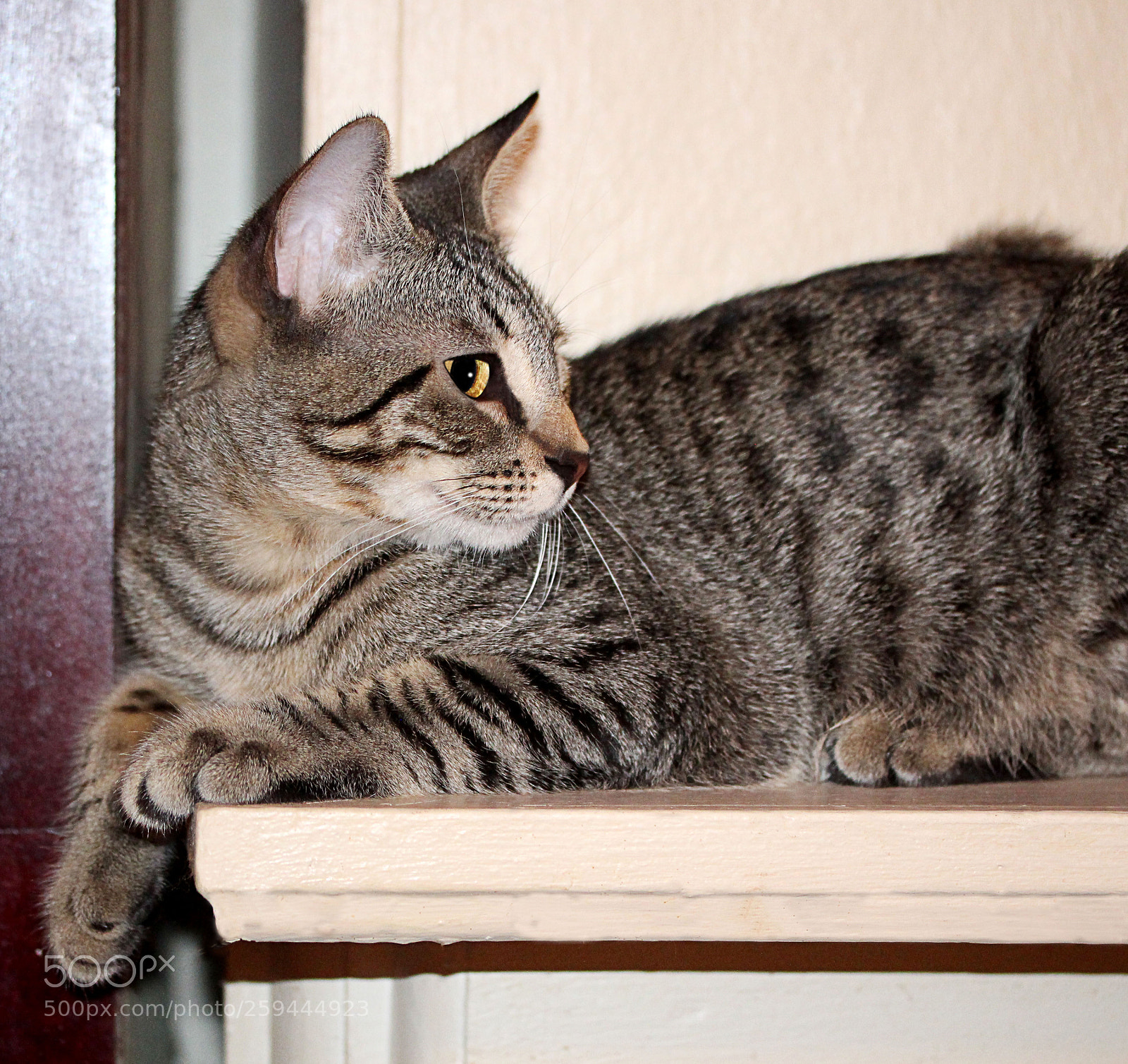 Canon EOS 650D (EOS Rebel T4i / EOS Kiss X6i) sample photo. Tigger () photography