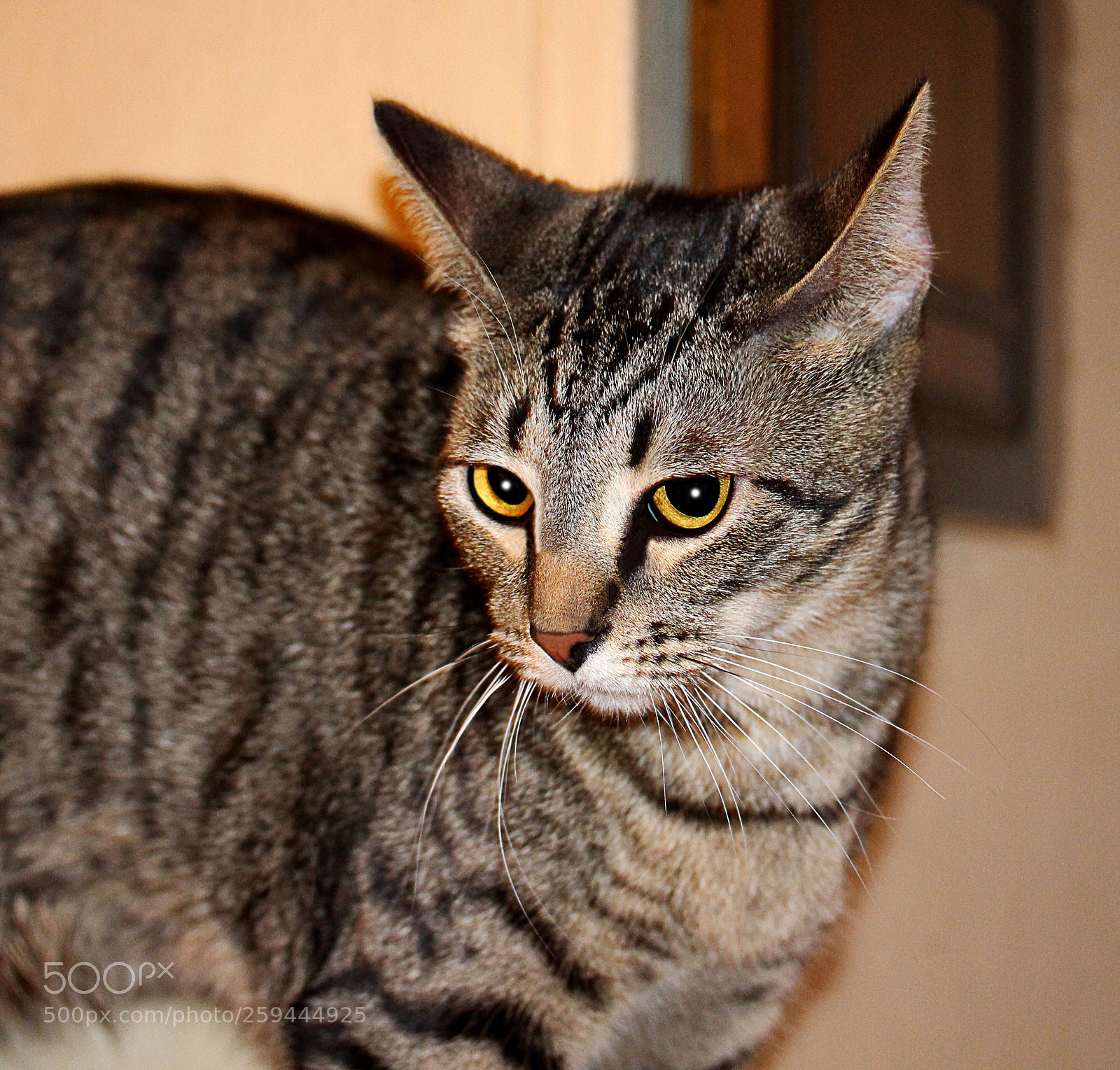 Canon EOS 650D (EOS Rebel T4i / EOS Kiss X6i) sample photo. Tigger () a photography