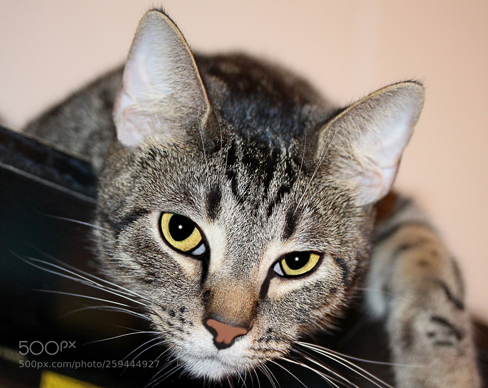 Canon EOS 650D (EOS Rebel T4i / EOS Kiss X6i) sample photo. Tigger photography