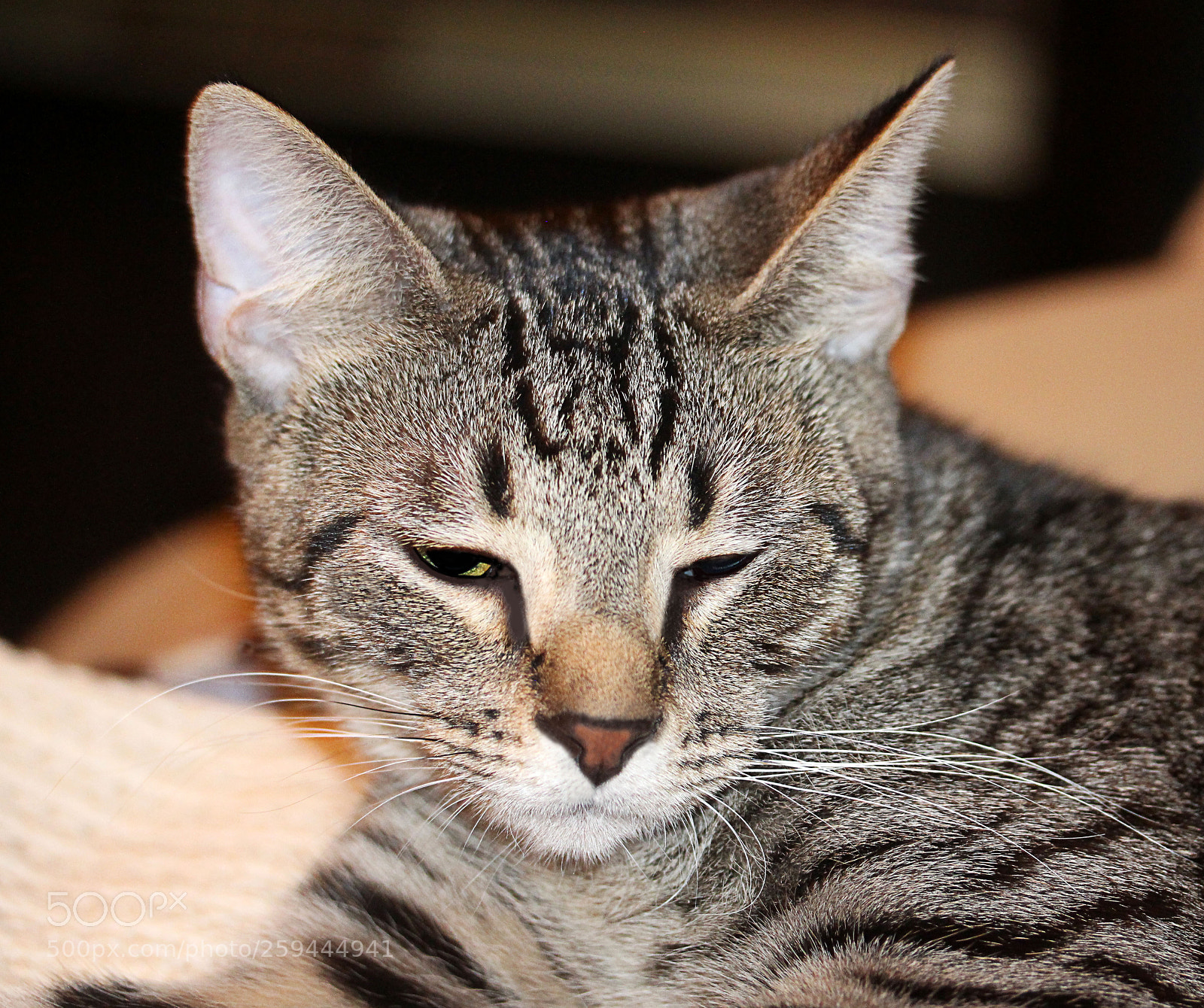 Canon EOS 650D (EOS Rebel T4i / EOS Kiss X6i) sample photo. Tigger () a photography