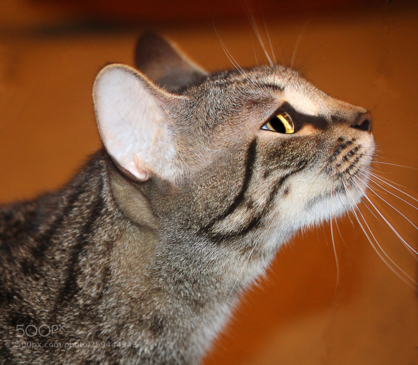 Canon EOS 650D (EOS Rebel T4i / EOS Kiss X6i) sample photo. Tigger () photography