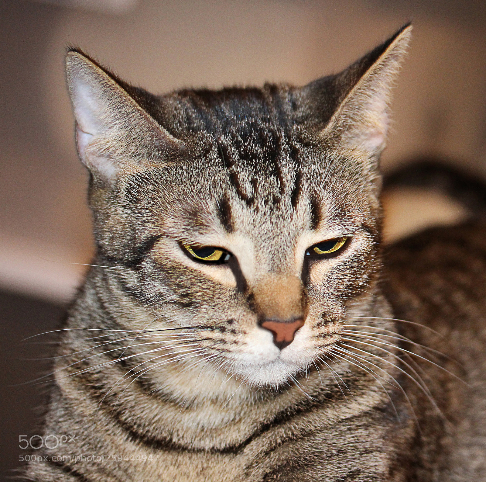 Canon EOS 650D (EOS Rebel T4i / EOS Kiss X6i) sample photo. Tigger photography