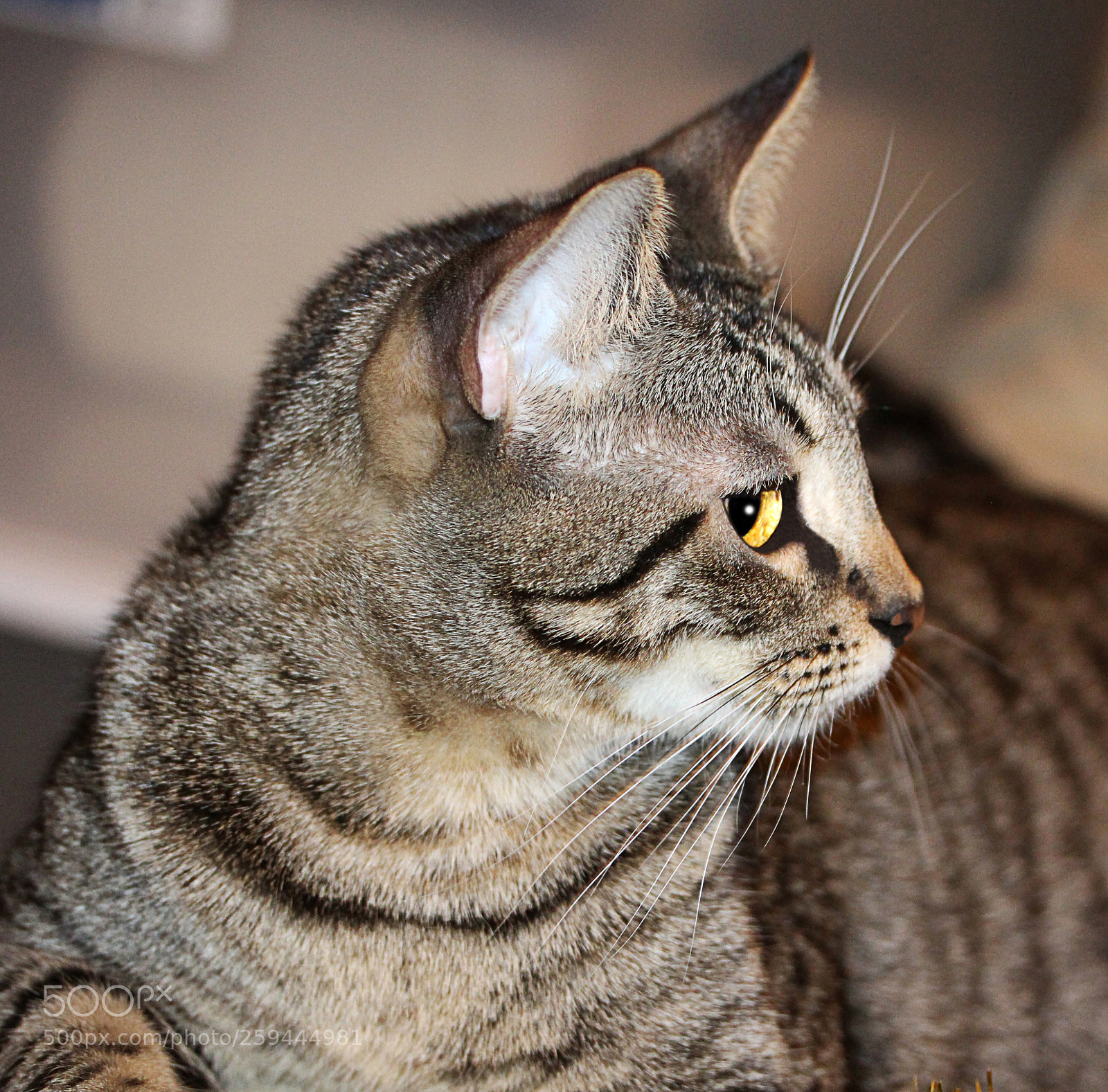 Canon EOS 650D (EOS Rebel T4i / EOS Kiss X6i) sample photo. Tigger photography