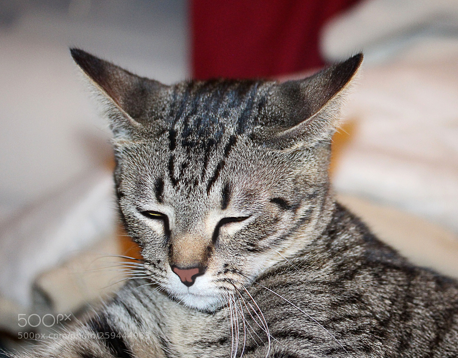 Canon EOS 650D (EOS Rebel T4i / EOS Kiss X6i) sample photo. Tigger a photography