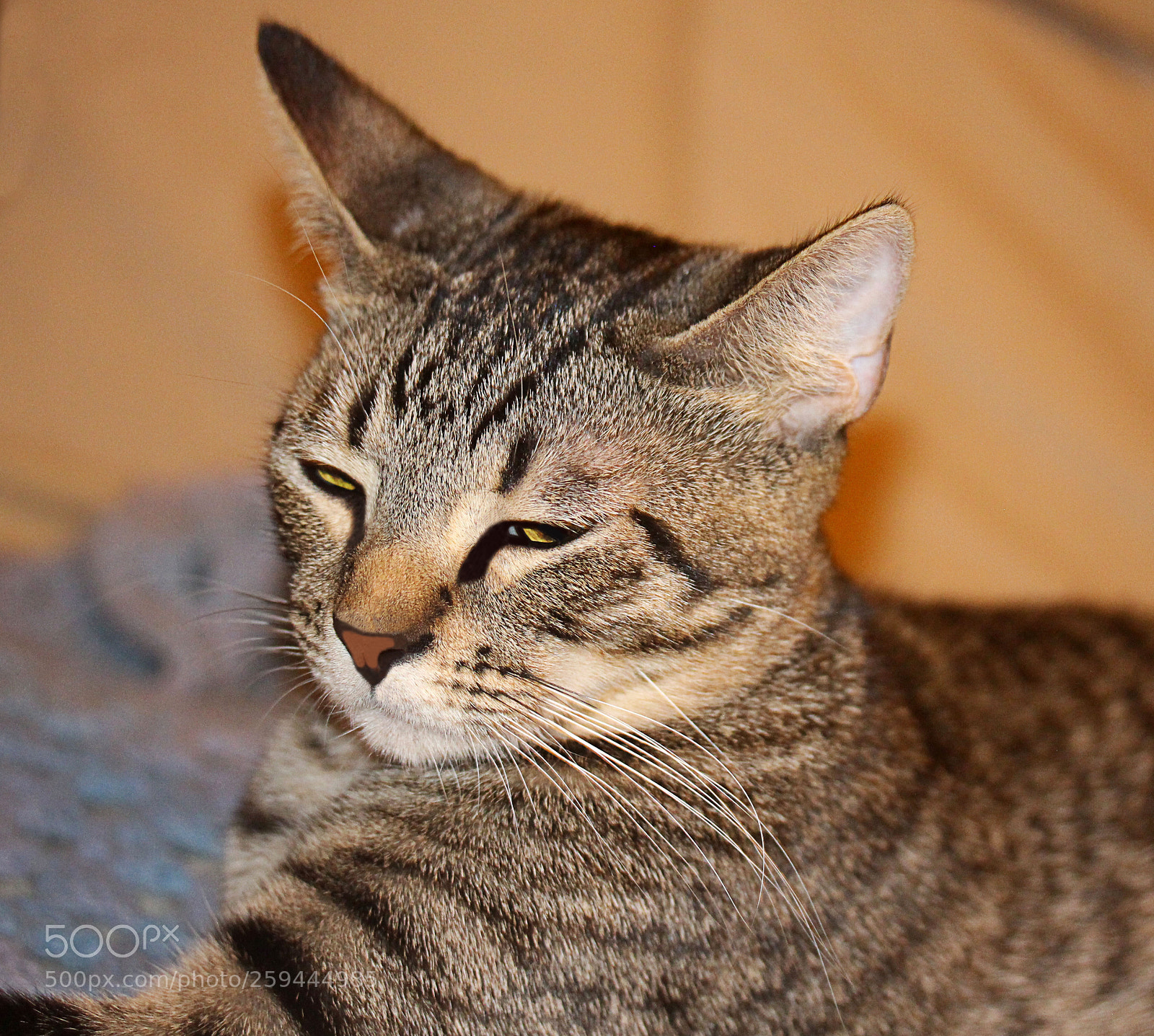 Canon EOS 650D (EOS Rebel T4i / EOS Kiss X6i) sample photo. Tigger photography
