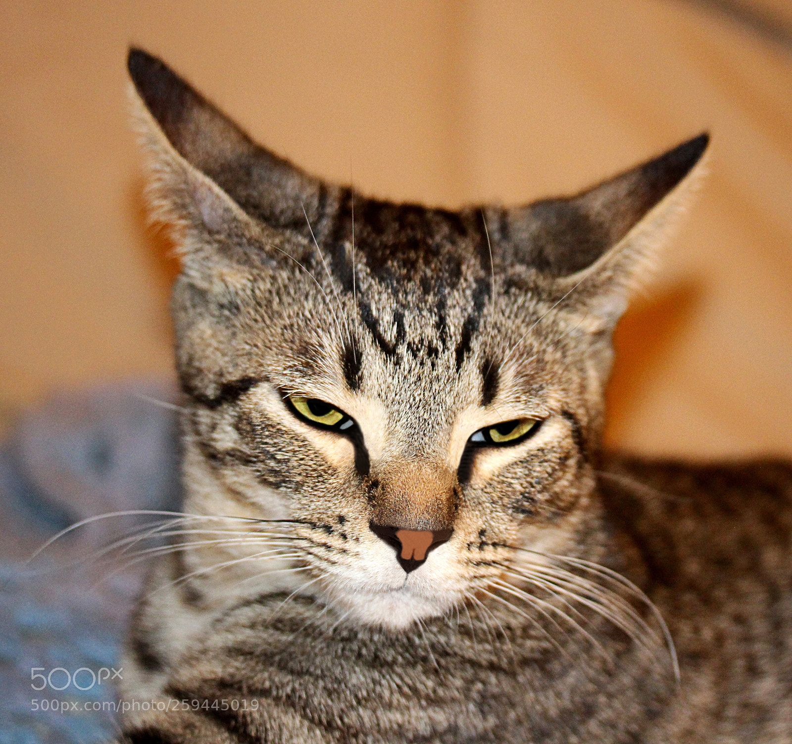 Canon EOS 650D (EOS Rebel T4i / EOS Kiss X6i) sample photo. Tigger photography