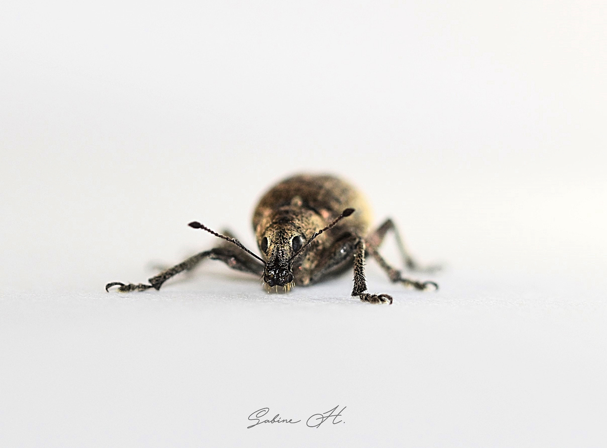 Nikon D5600 sample photo. Bug photography