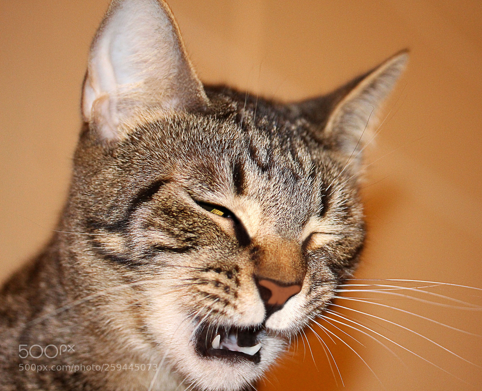 Canon EOS 650D (EOS Rebel T4i / EOS Kiss X6i) sample photo. Tigger () a photography