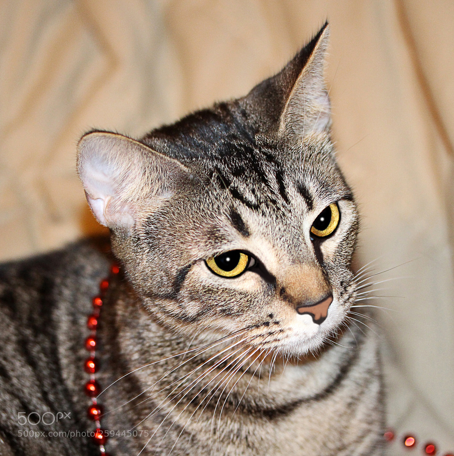 Canon EOS 650D (EOS Rebel T4i / EOS Kiss X6i) sample photo. Tigger photography