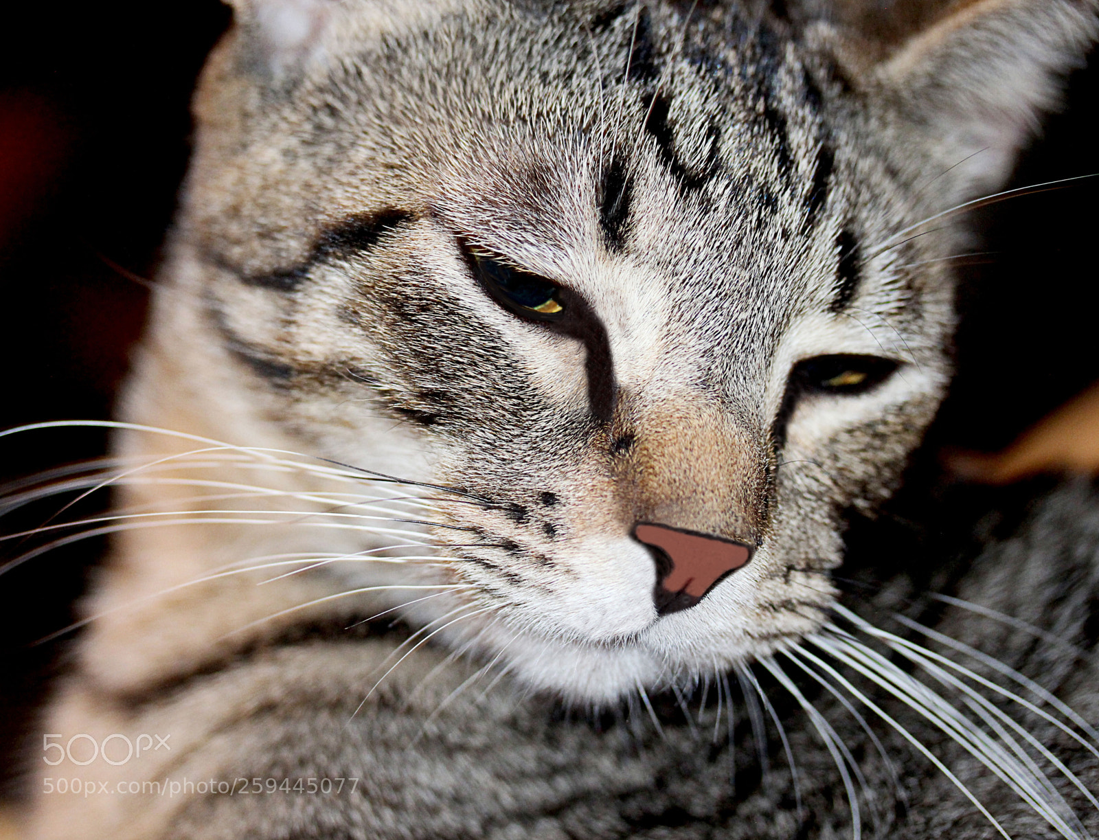 Canon EOS 650D (EOS Rebel T4i / EOS Kiss X6i) sample photo. Tigger () a photography