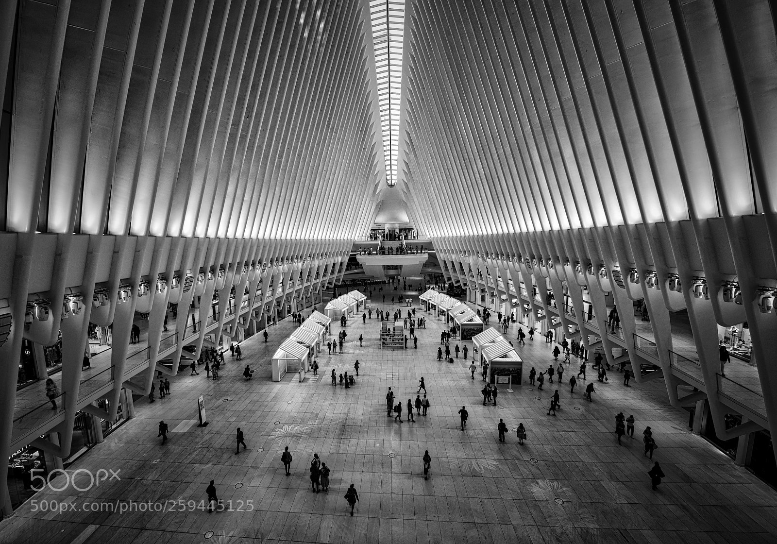 Nikon D750 sample photo. Path in b&w photography