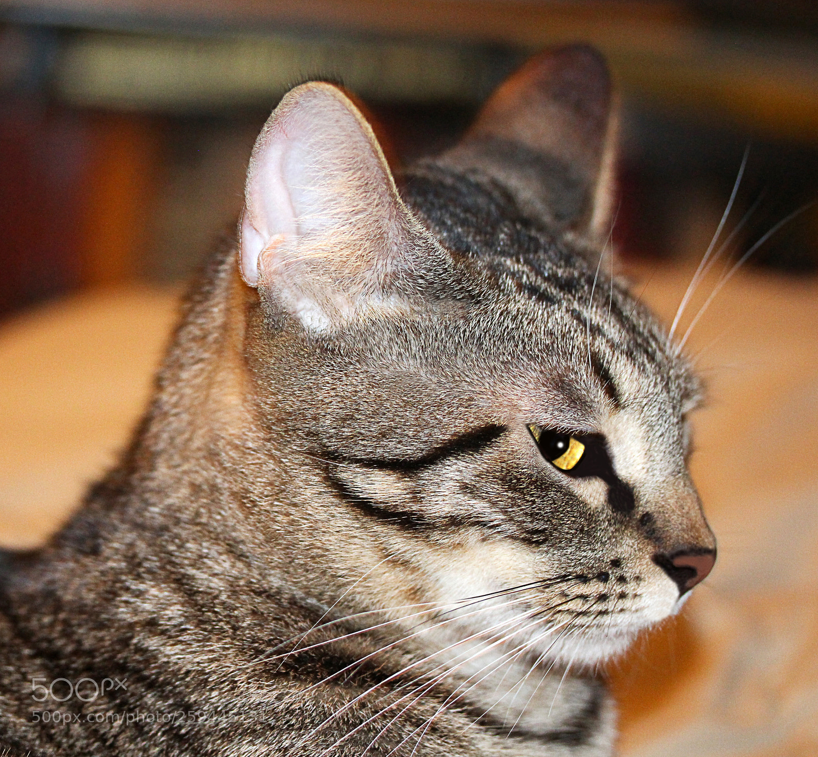 Canon EOS 650D (EOS Rebel T4i / EOS Kiss X6i) sample photo. Tigger a photography