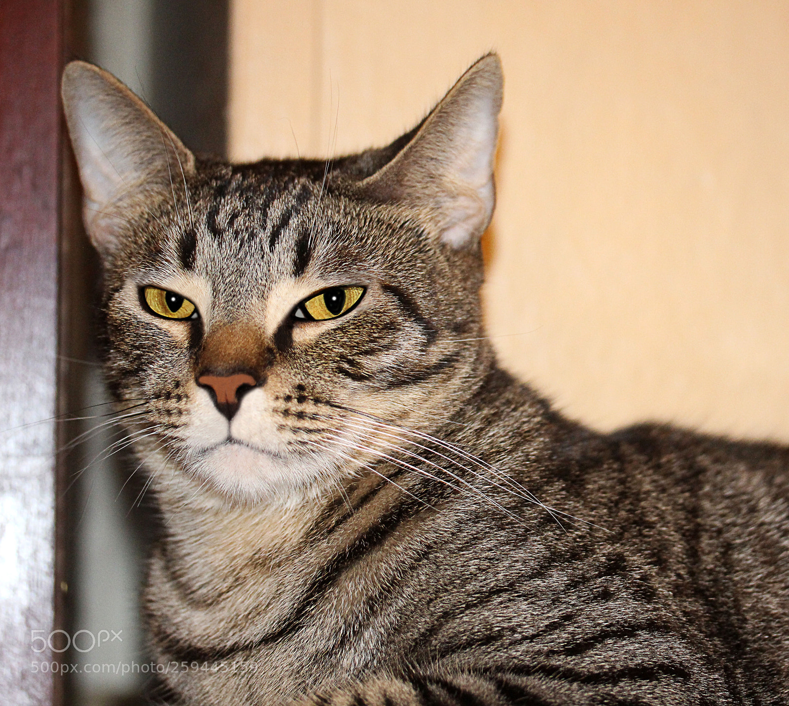 Canon EOS 650D (EOS Rebel T4i / EOS Kiss X6i) sample photo. Tigger photography