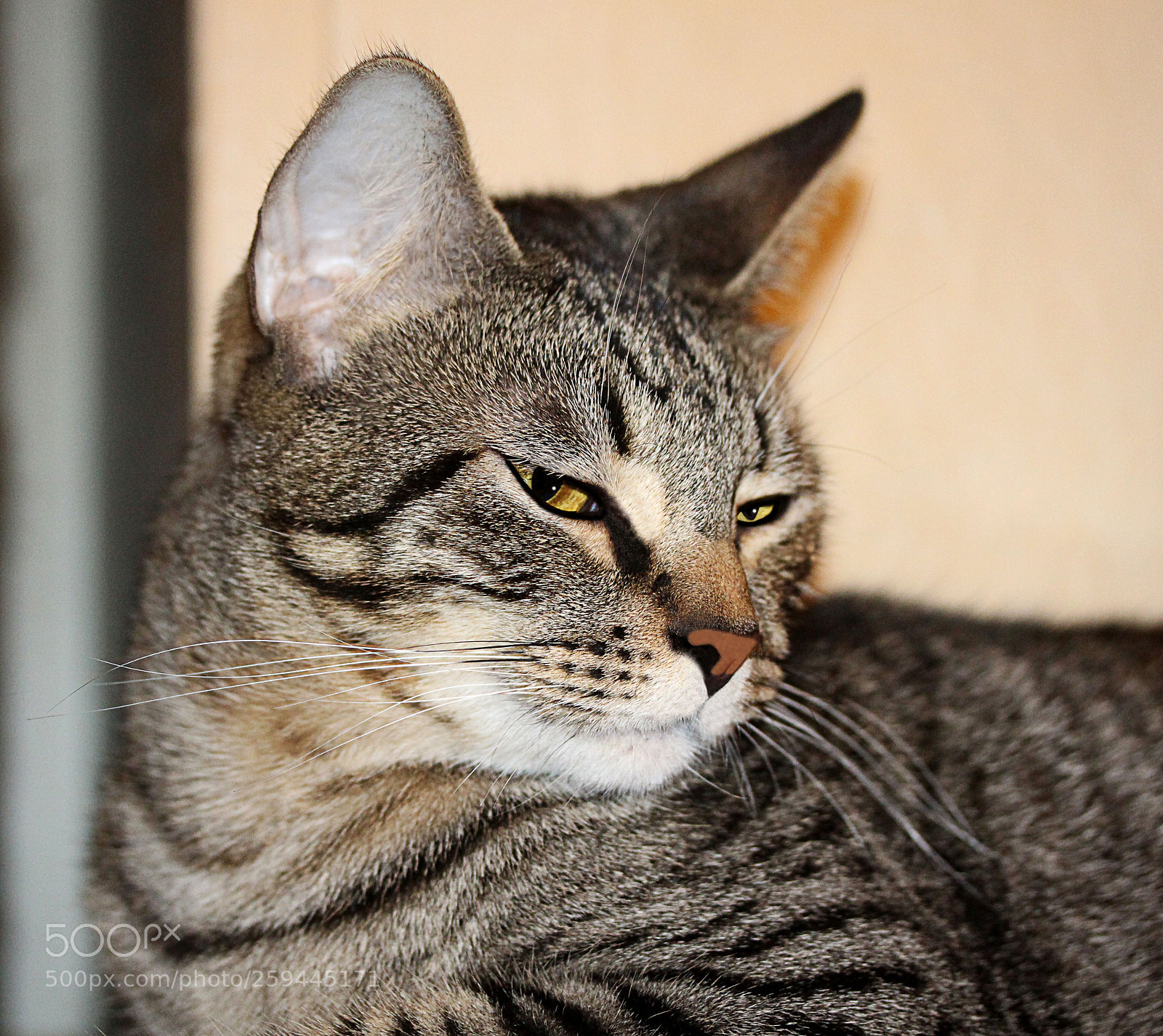 Canon EOS 650D (EOS Rebel T4i / EOS Kiss X6i) sample photo. Tigger photography