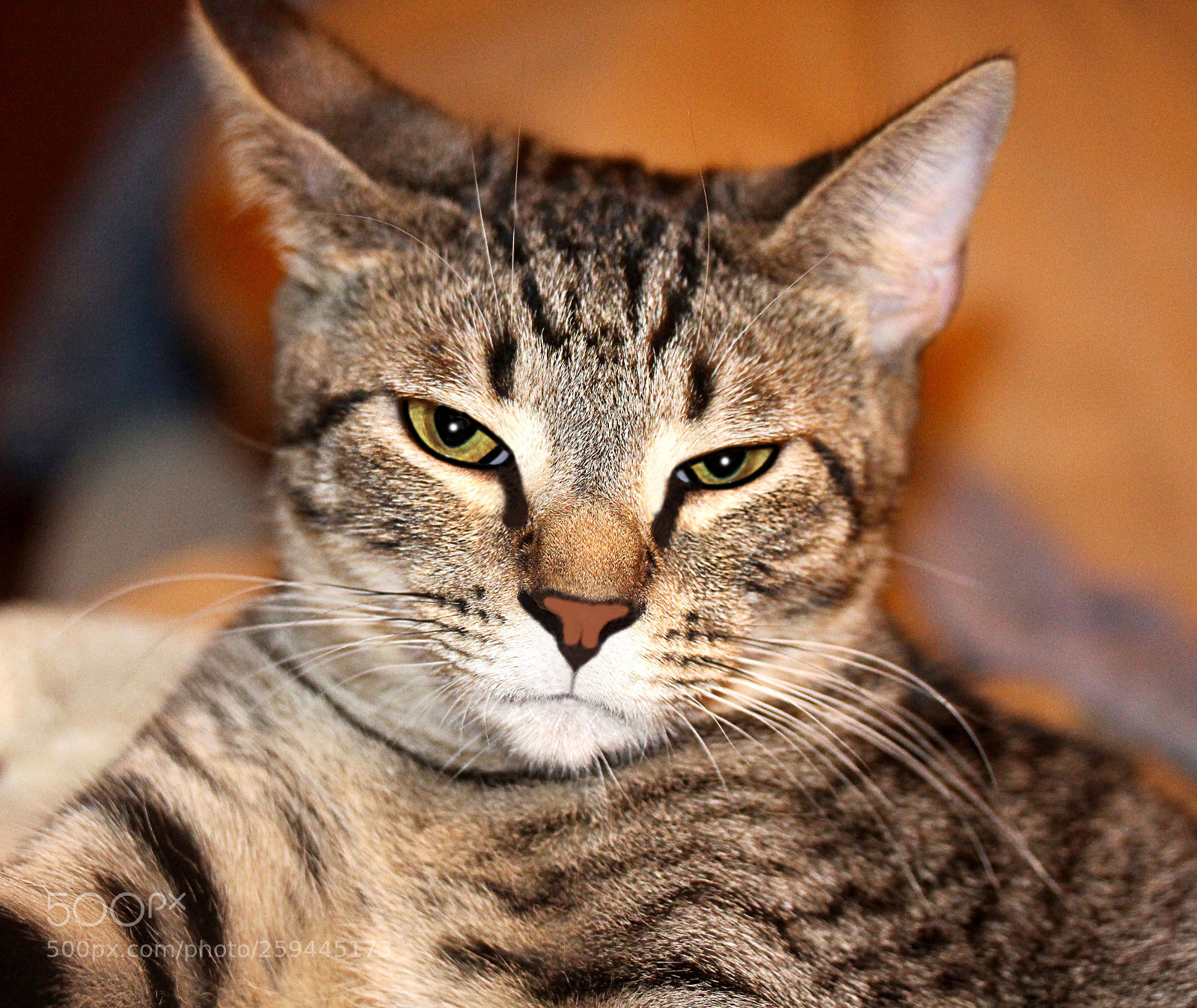 Canon EOS 650D (EOS Rebel T4i / EOS Kiss X6i) sample photo. Tigger () photography