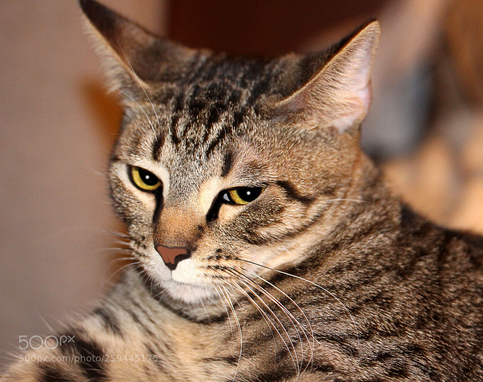 Canon EOS 650D (EOS Rebel T4i / EOS Kiss X6i) sample photo. Tigger () b photography