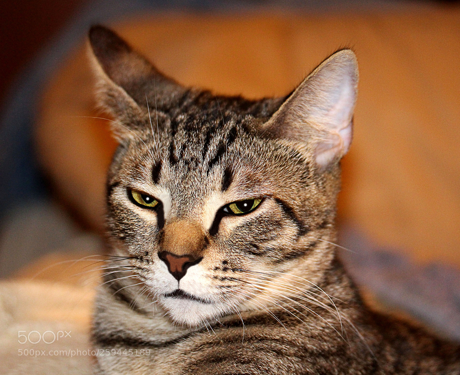 Canon EOS 650D (EOS Rebel T4i / EOS Kiss X6i) sample photo. Tigger a photography