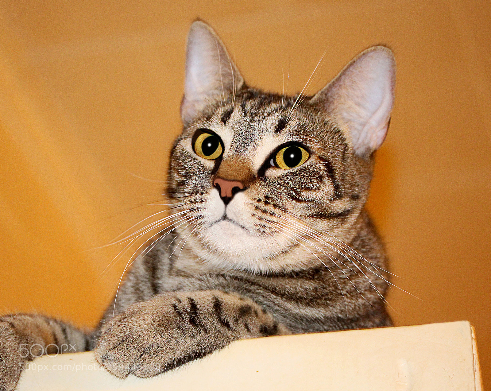 Canon EOS 650D (EOS Rebel T4i / EOS Kiss X6i) sample photo. Tigger () a photography