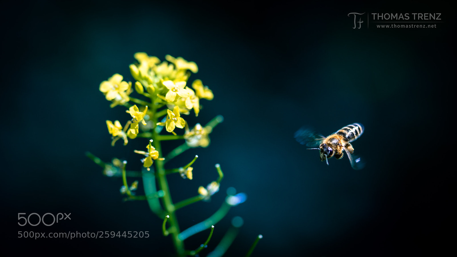Nikon D600 sample photo. Bee work photography