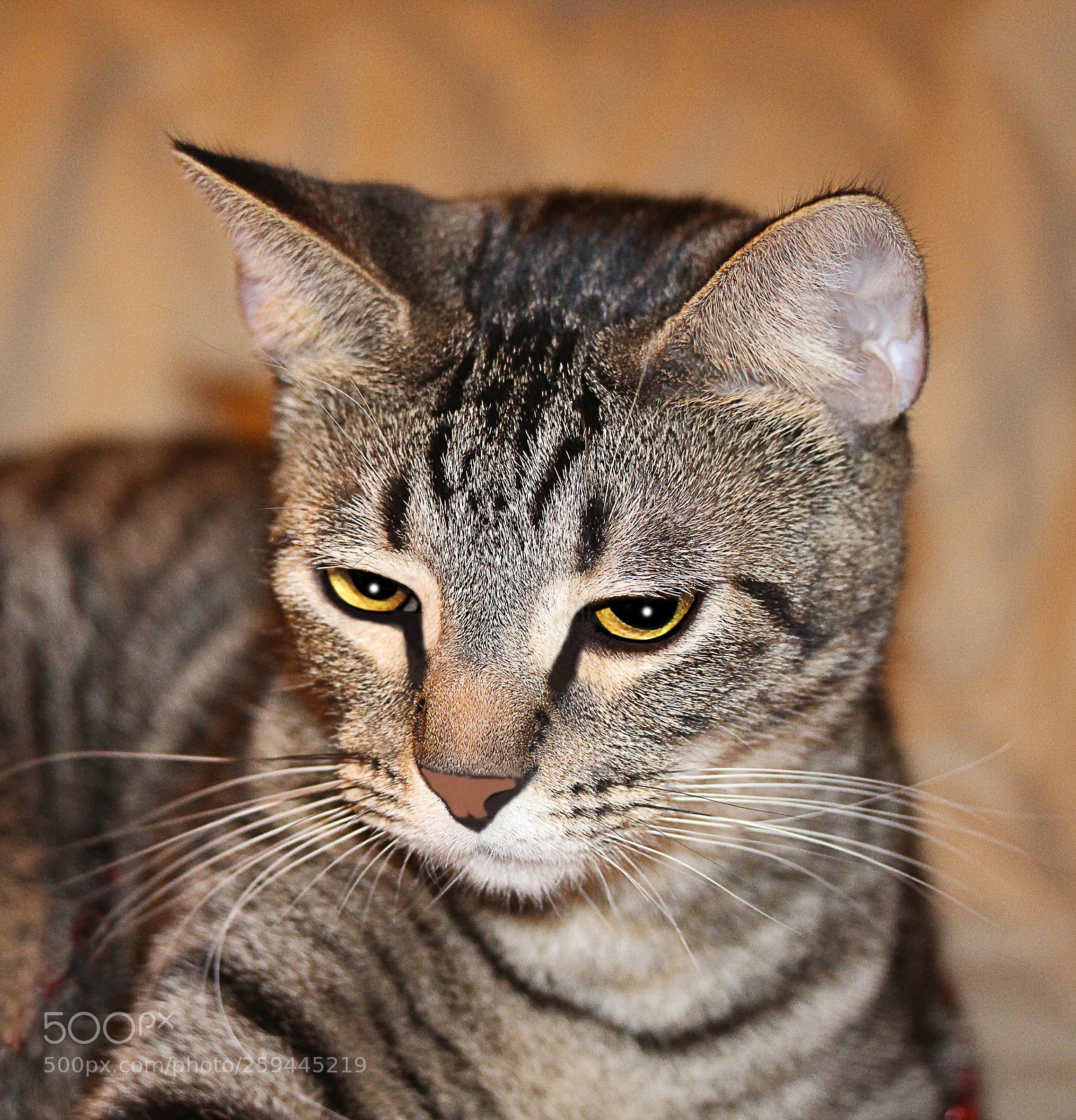 Canon EOS 650D (EOS Rebel T4i / EOS Kiss X6i) sample photo. Tigger photography