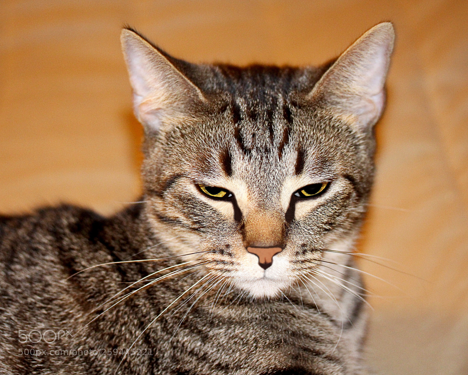 Canon EOS 650D (EOS Rebel T4i / EOS Kiss X6i) sample photo. Tigger () photography