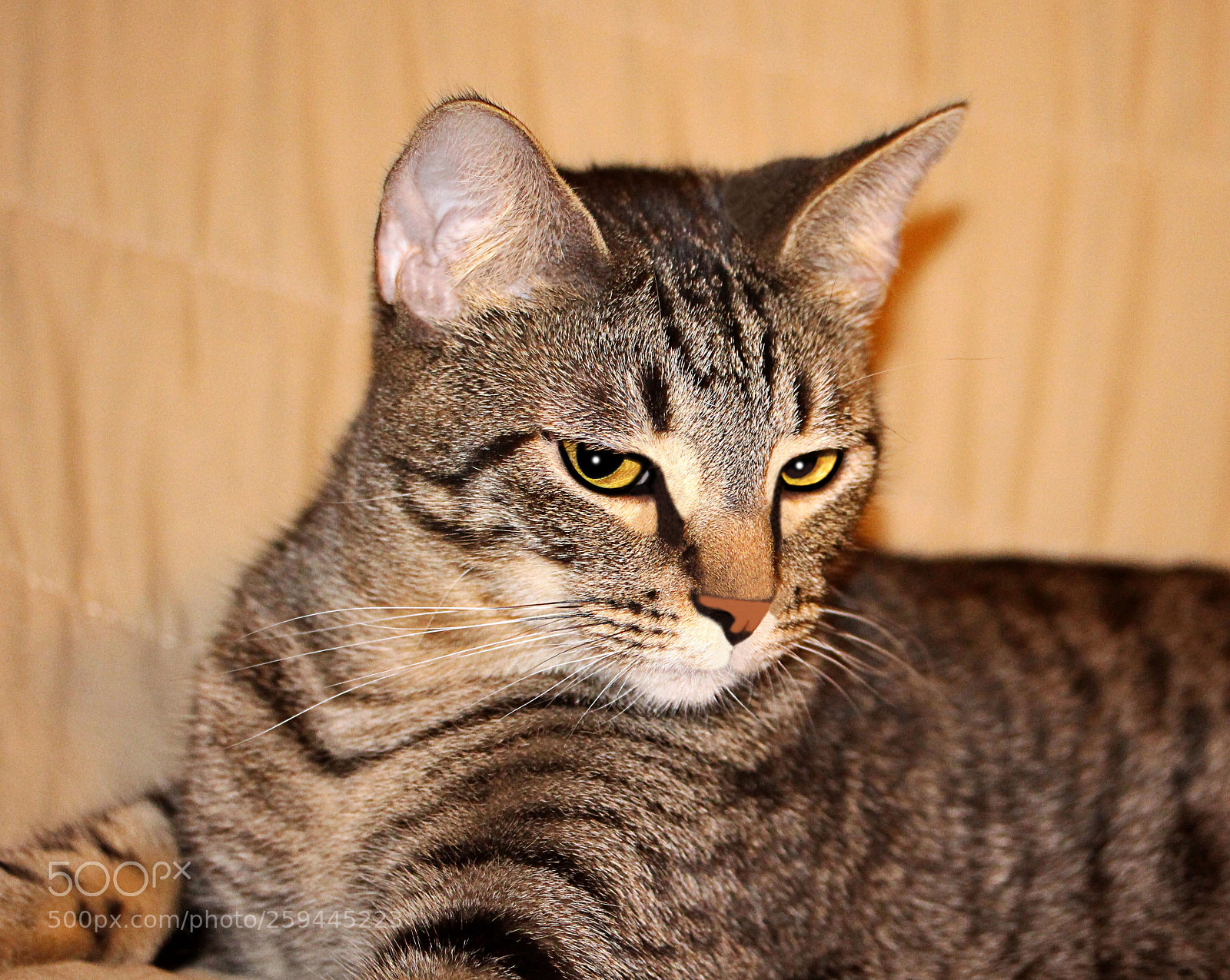 Canon EOS 650D (EOS Rebel T4i / EOS Kiss X6i) sample photo. Tigger () photography