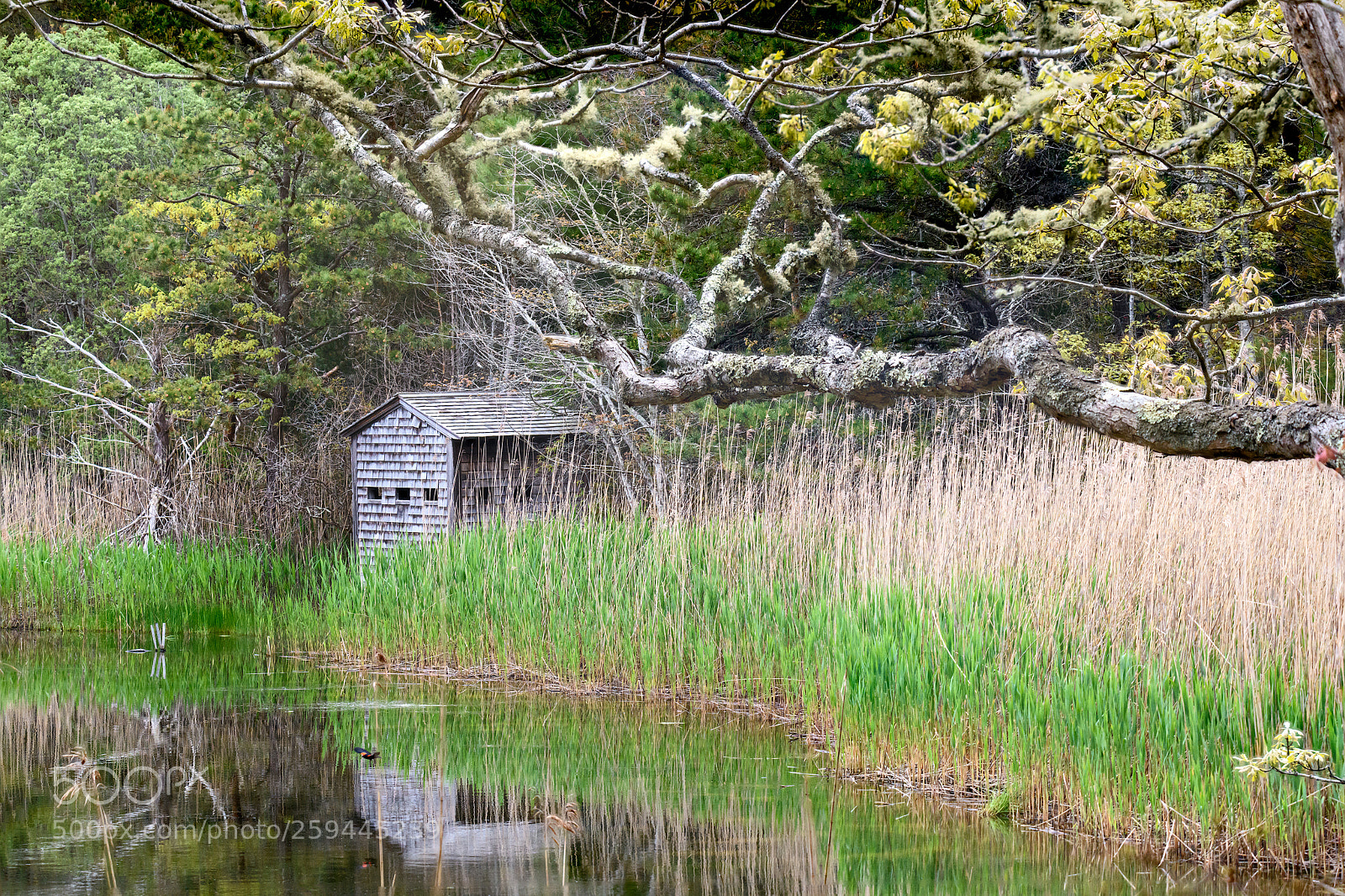 Nikon D850 sample photo. Bird blind photography