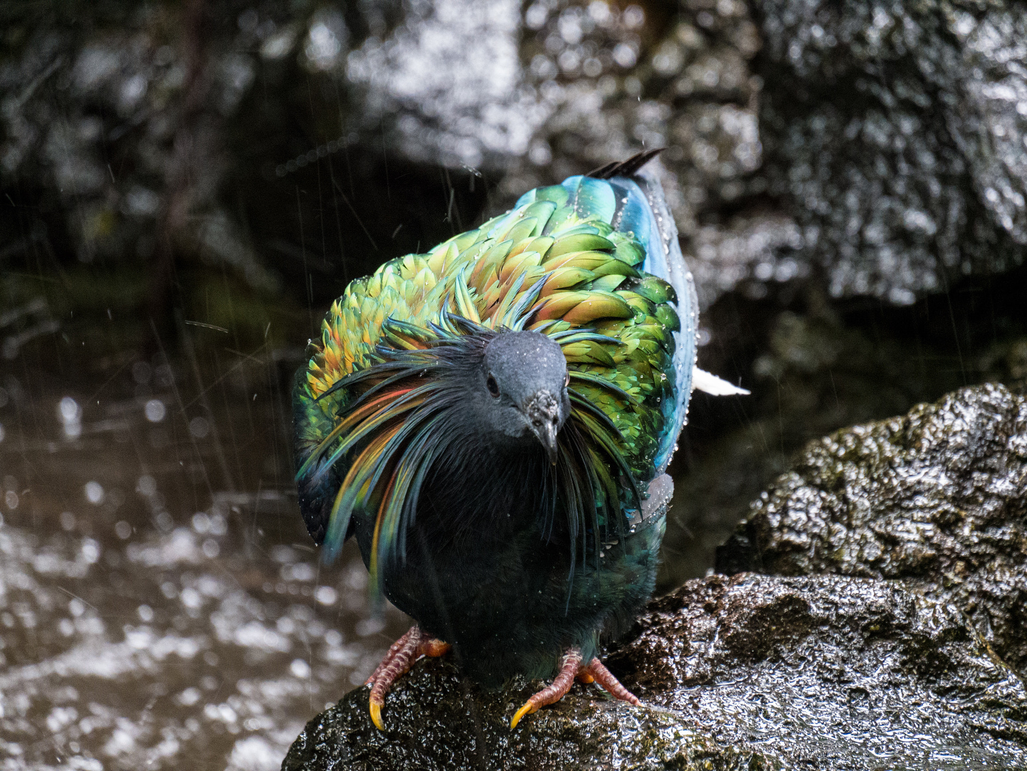 Panasonic Lumix DMC-G85 (Lumix DMC-G80) sample photo. Feather maintenance photography