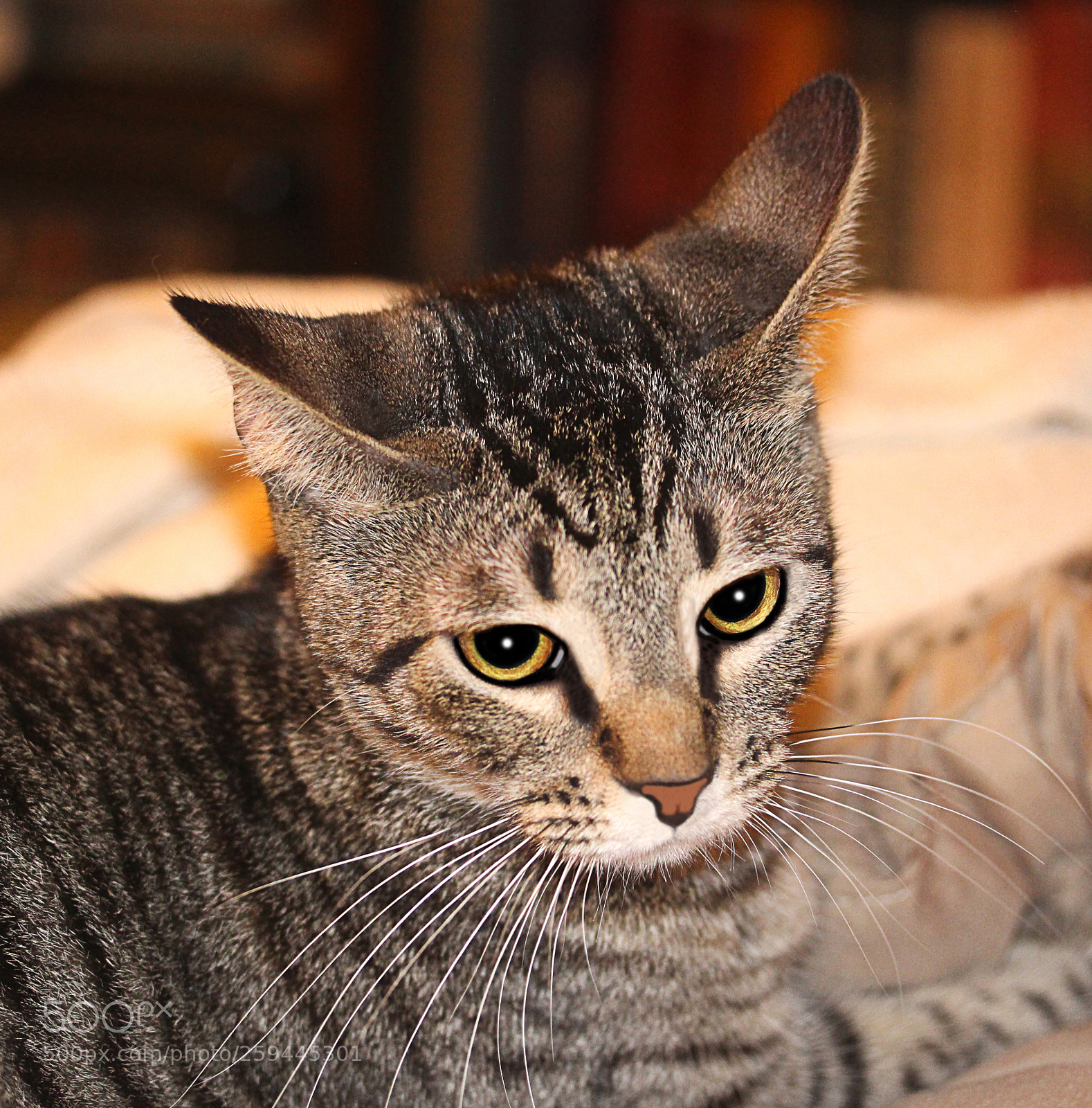 Canon EOS 650D (EOS Rebel T4i / EOS Kiss X6i) sample photo. Tigger photography
