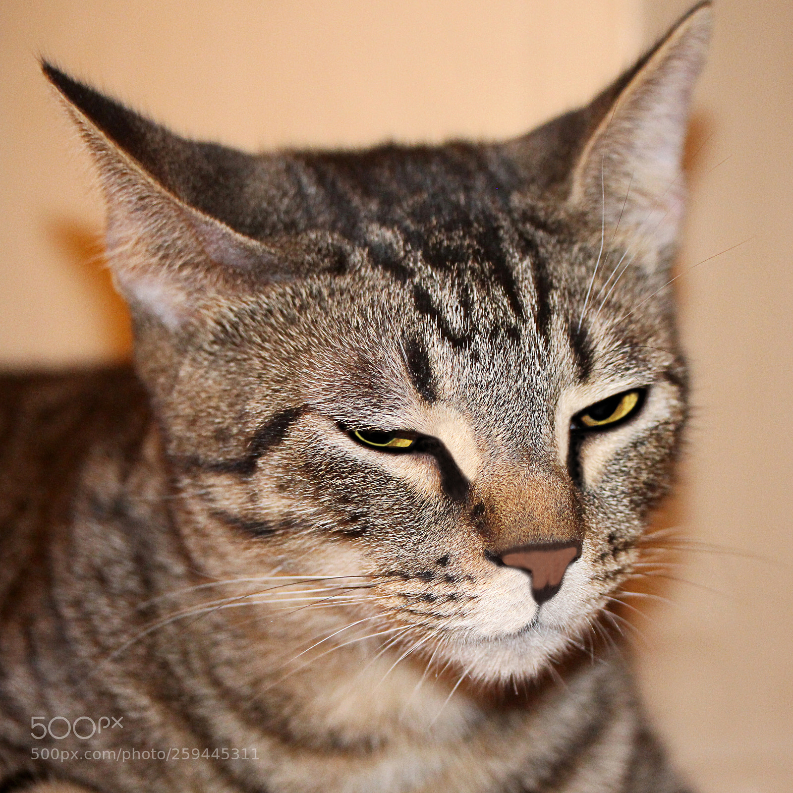 Canon EOS 650D (EOS Rebel T4i / EOS Kiss X6i) sample photo. Tigger a photography