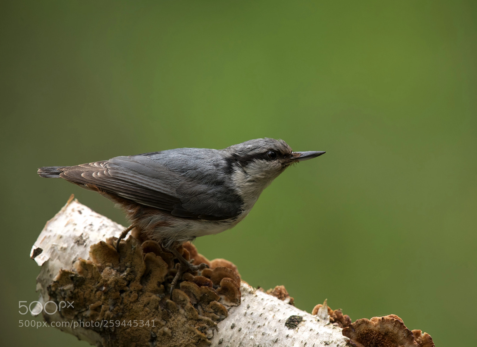 Nikon D850 sample photo. Nuthatch photography