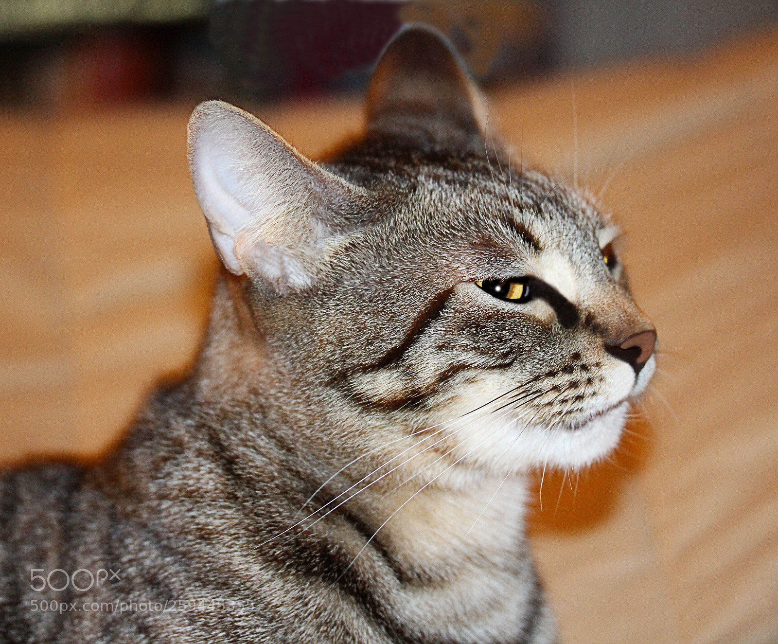Canon EOS 650D (EOS Rebel T4i / EOS Kiss X6i) sample photo. Tigger () photography