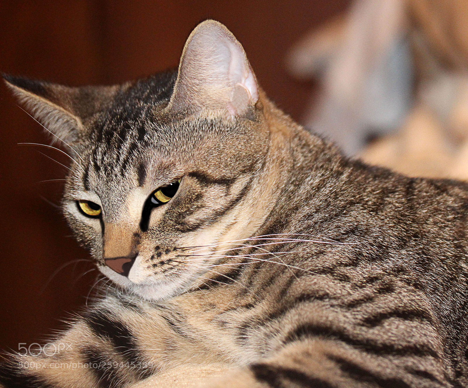 Canon EOS 650D (EOS Rebel T4i / EOS Kiss X6i) sample photo. Tigger () a photography