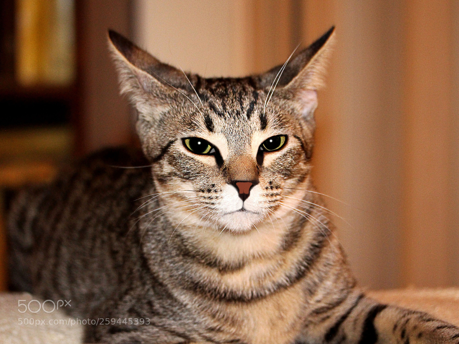 Canon EOS 650D (EOS Rebel T4i / EOS Kiss X6i) sample photo. Tigger () b photography