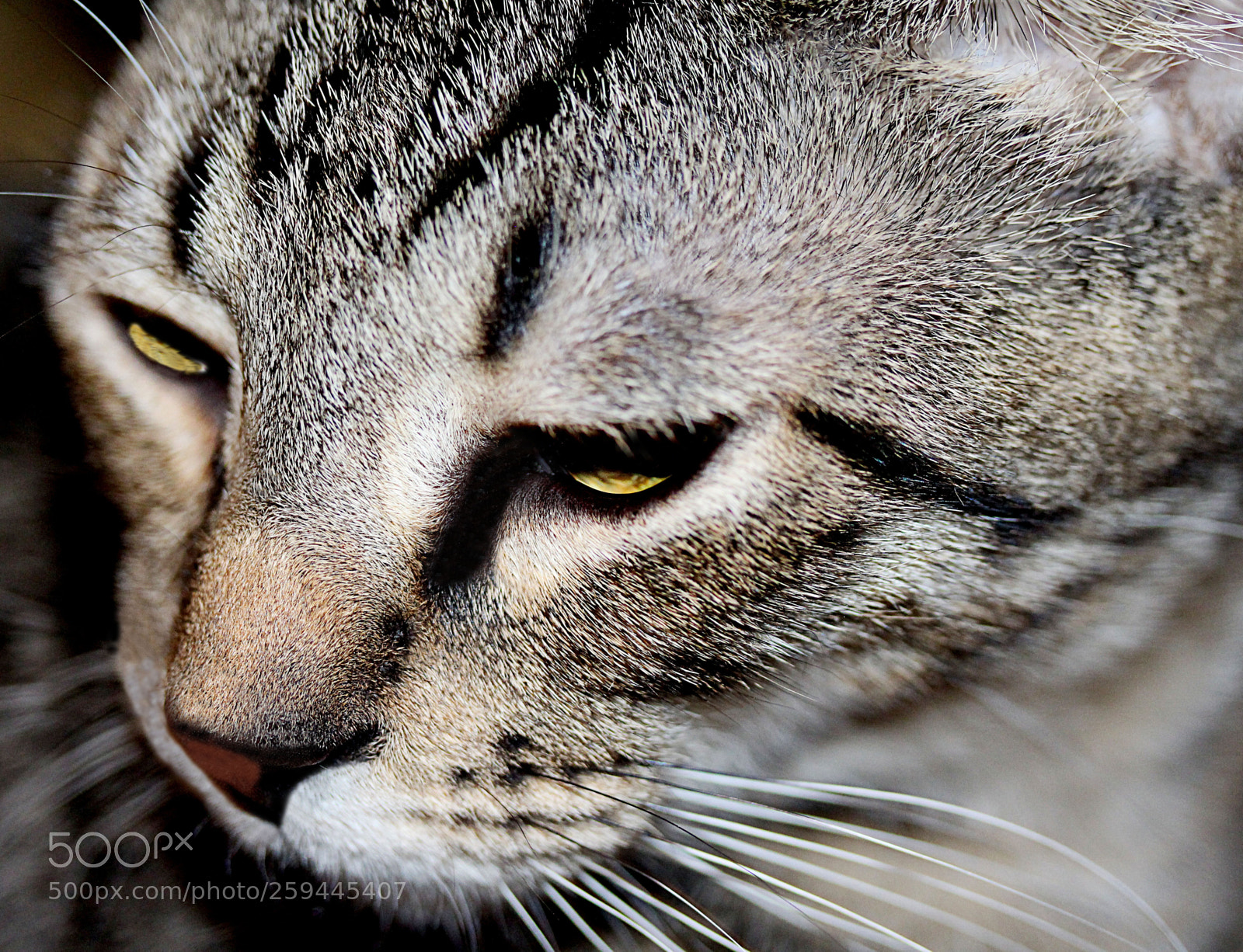 Canon EOS 650D (EOS Rebel T4i / EOS Kiss X6i) sample photo. Tigger () photography