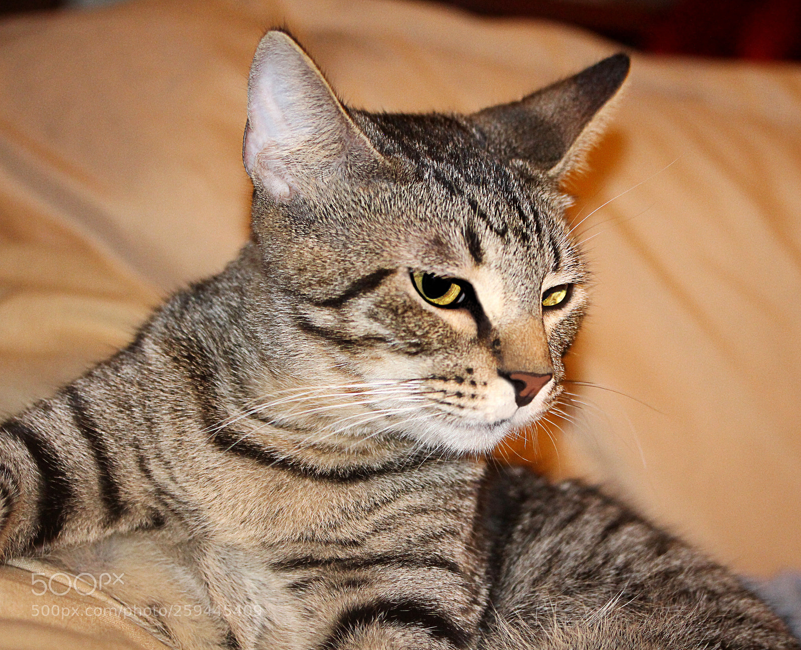 Canon EOS 650D (EOS Rebel T4i / EOS Kiss X6i) sample photo. Tigger () photography
