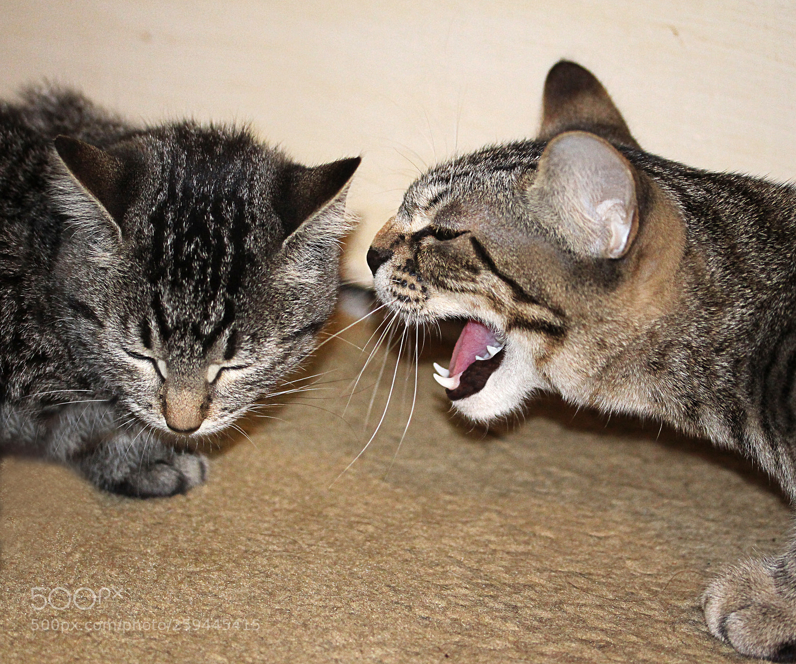 Canon EOS 650D (EOS Rebel T4i / EOS Kiss X6i) sample photo. Tigger & mena () a photography