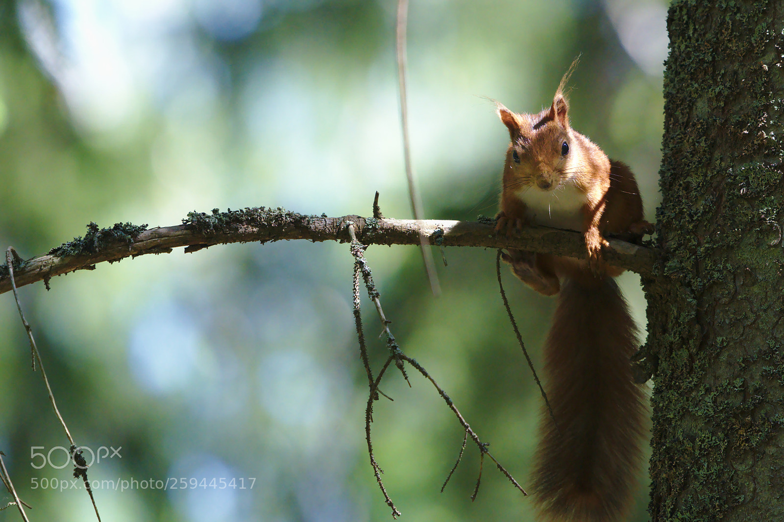 Nikon D500 sample photo. Squirrel #1 photography