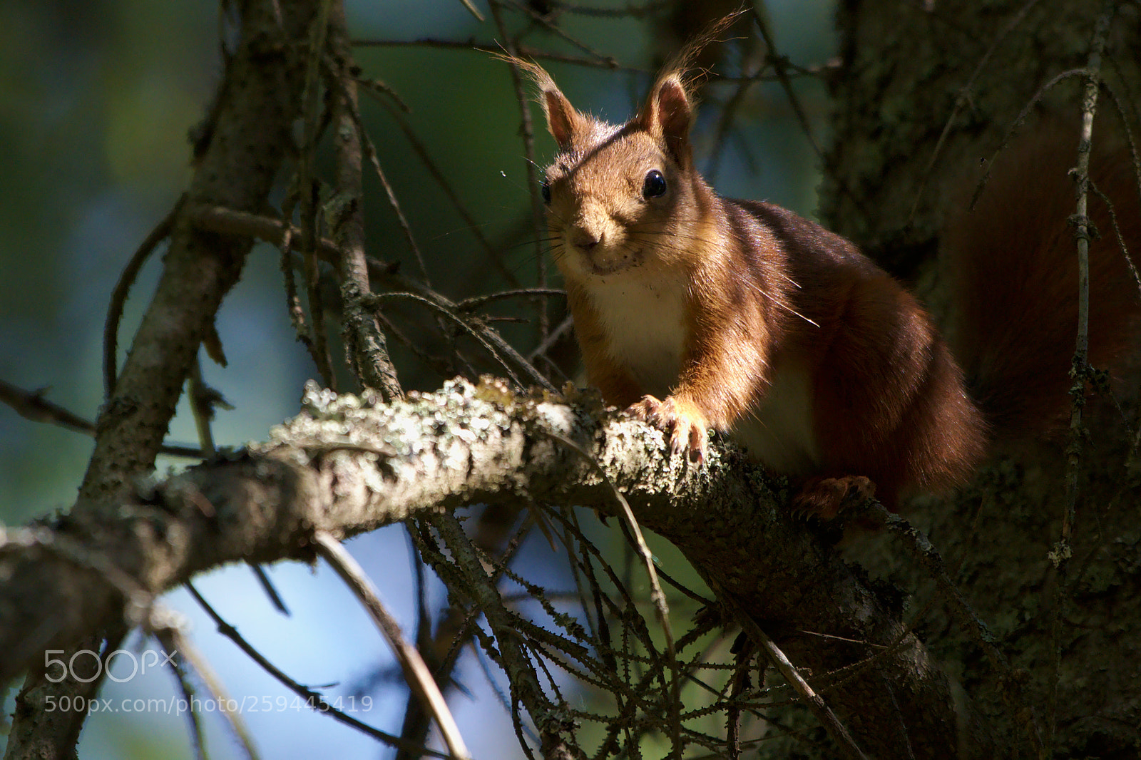 Nikon D500 sample photo. Squirrel #2 photography