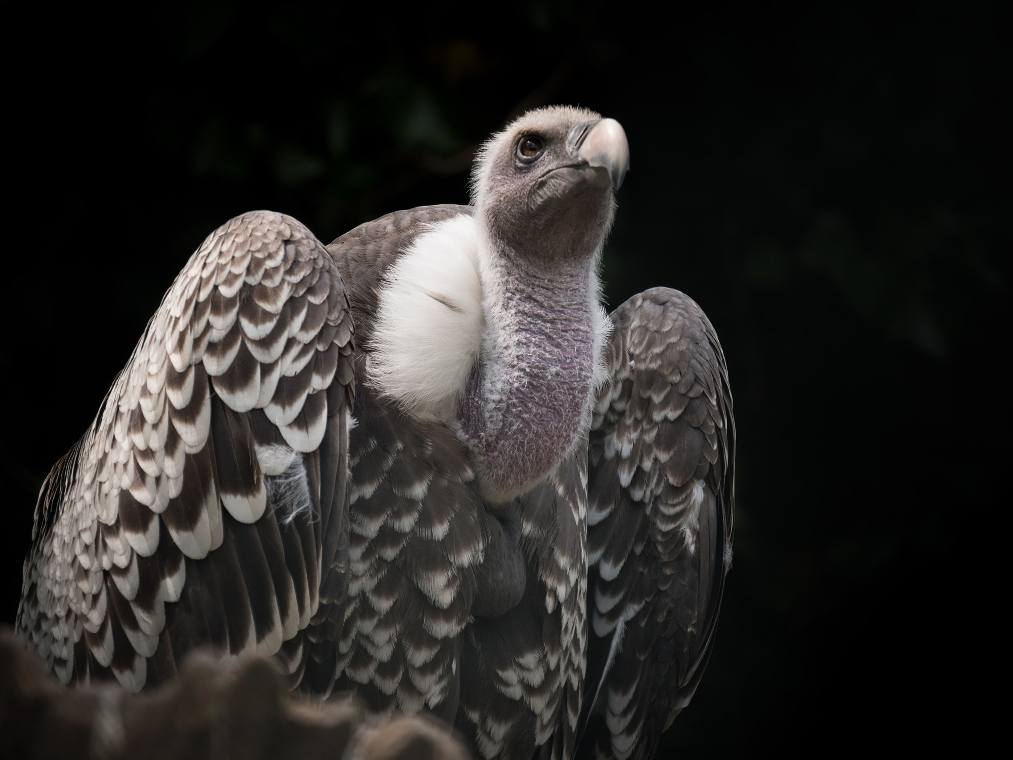 Panasonic Lumix DMC-G85 (Lumix DMC-G80) sample photo. Vulture culture photography