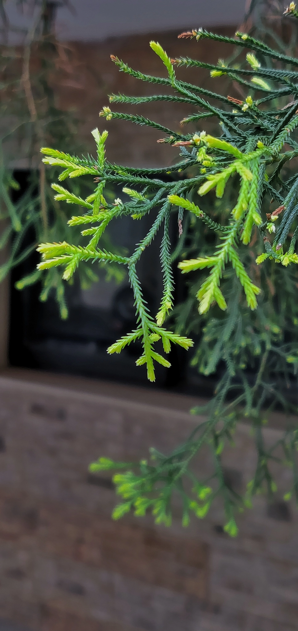 OnePlus A6000 sample photo