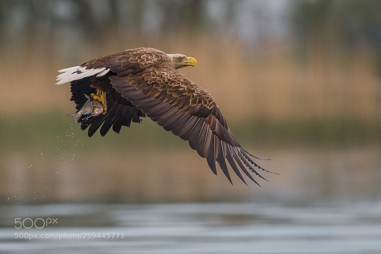 Nikon D5 sample photo. Bielik, haliaeetus albicilla, eagle photography