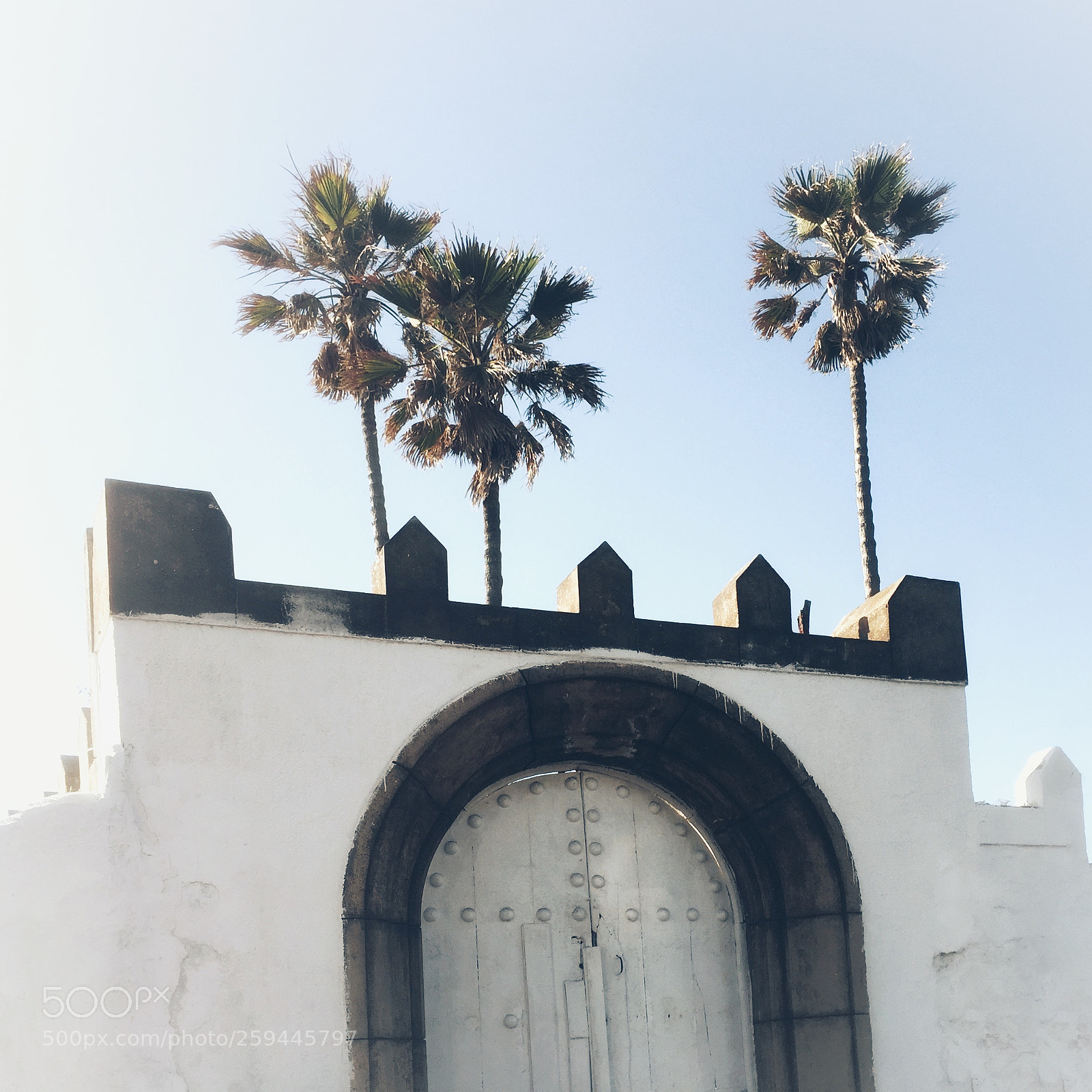 Apple iPhone 6 sample photo. Palmtrees photography