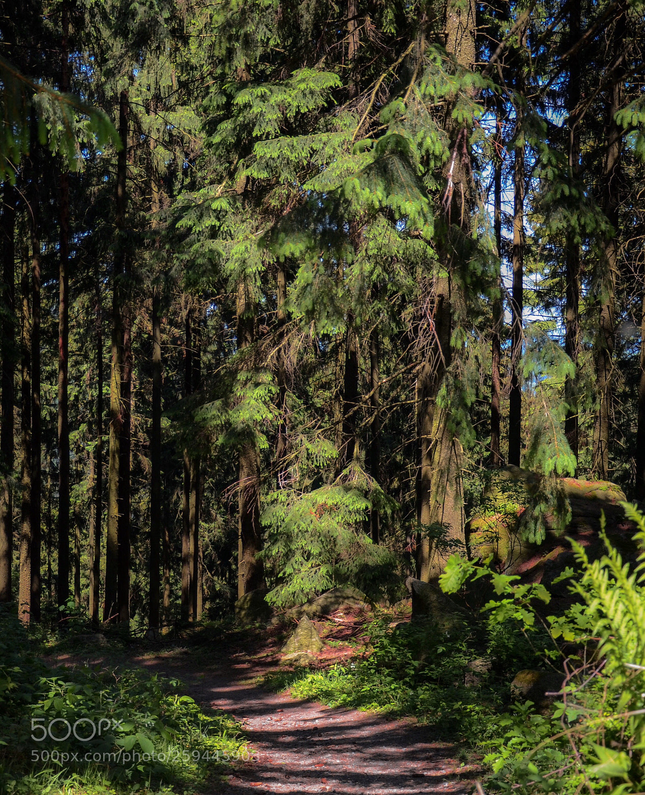 Nikon D7000 sample photo. Forest in harz  photography