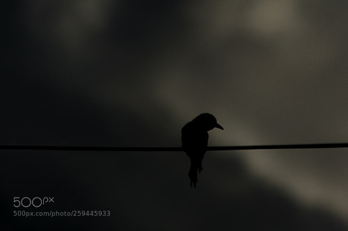 Nikon D3200 sample photo. Blackbird photography