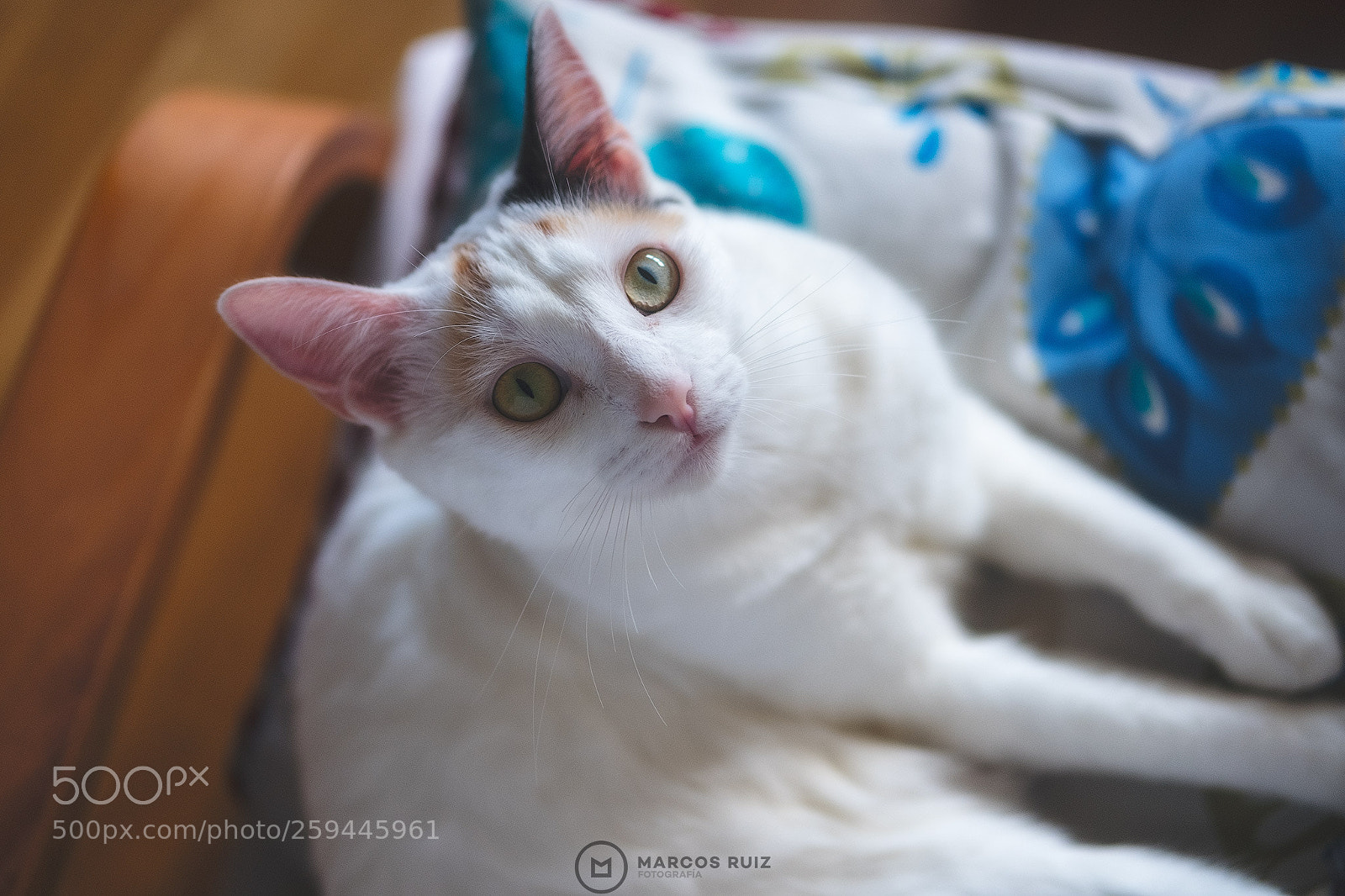 Fujifilm X-T2 sample photo. Blanca photography