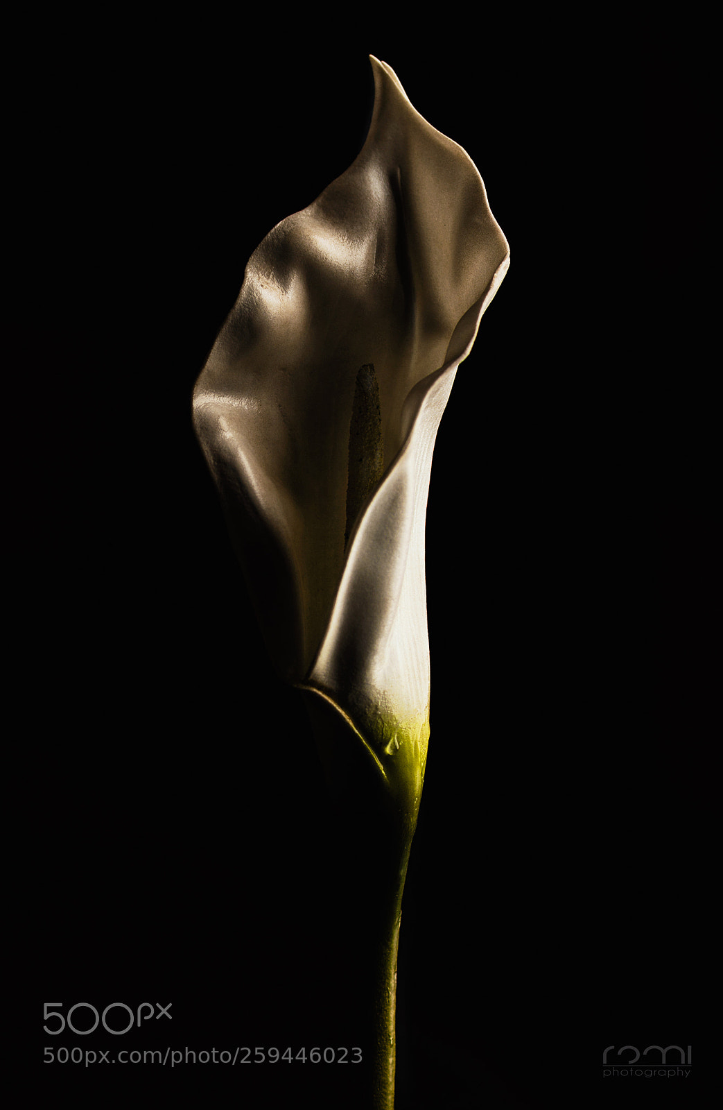 Canon EOS 5D Mark II sample photo. Protector photography