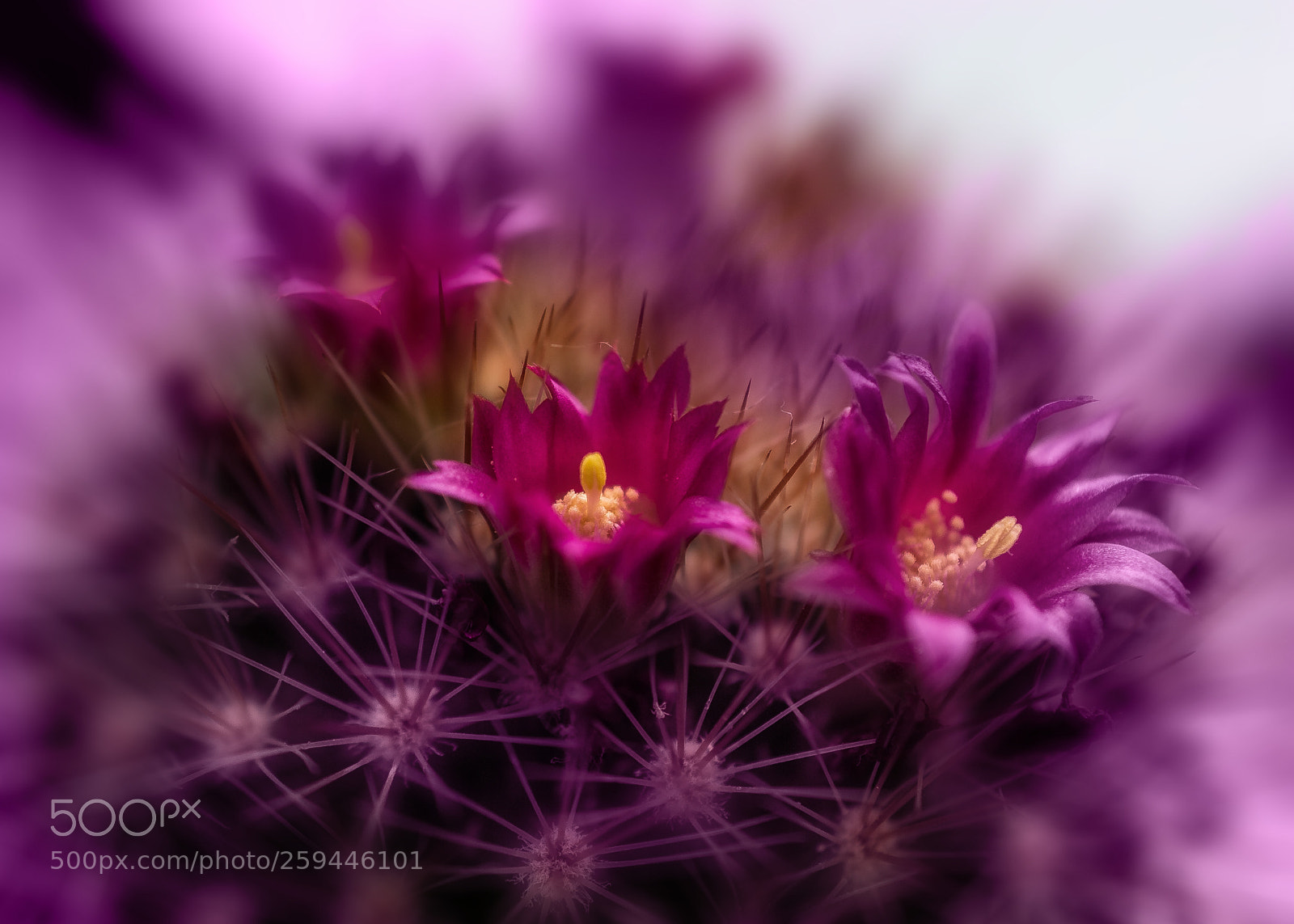 Nikon D4 sample photo. Cactusflower magenta photography