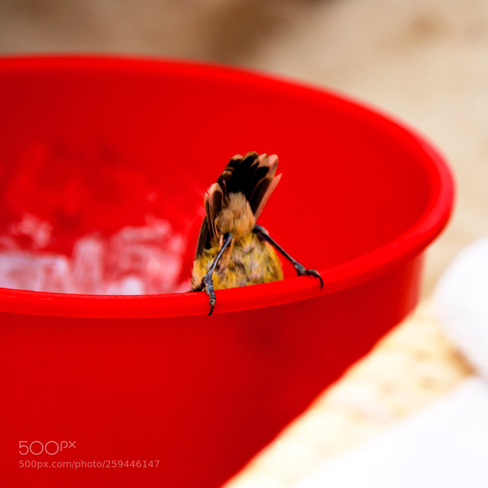 Nikon D800 sample photo. Refreshing ice bucket photography